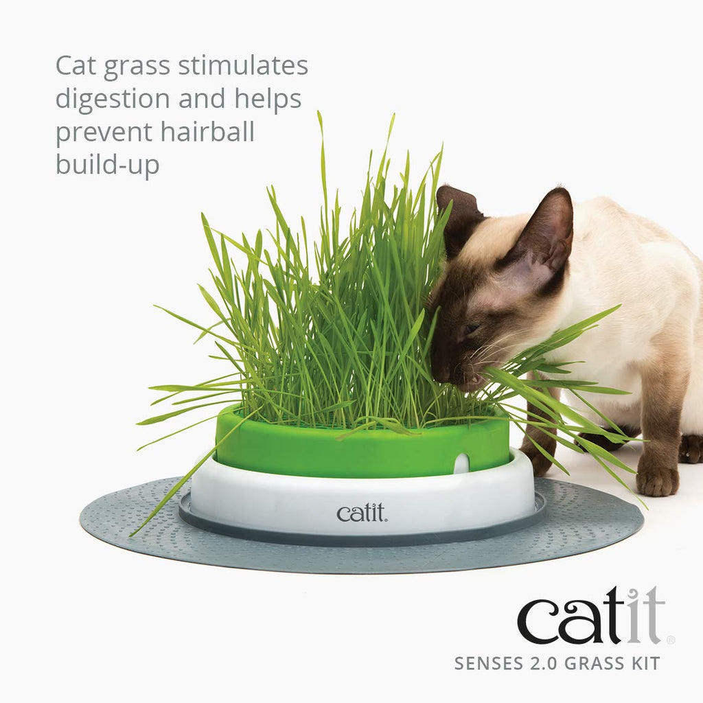 Cat Grass Seeds Set of 3 S535