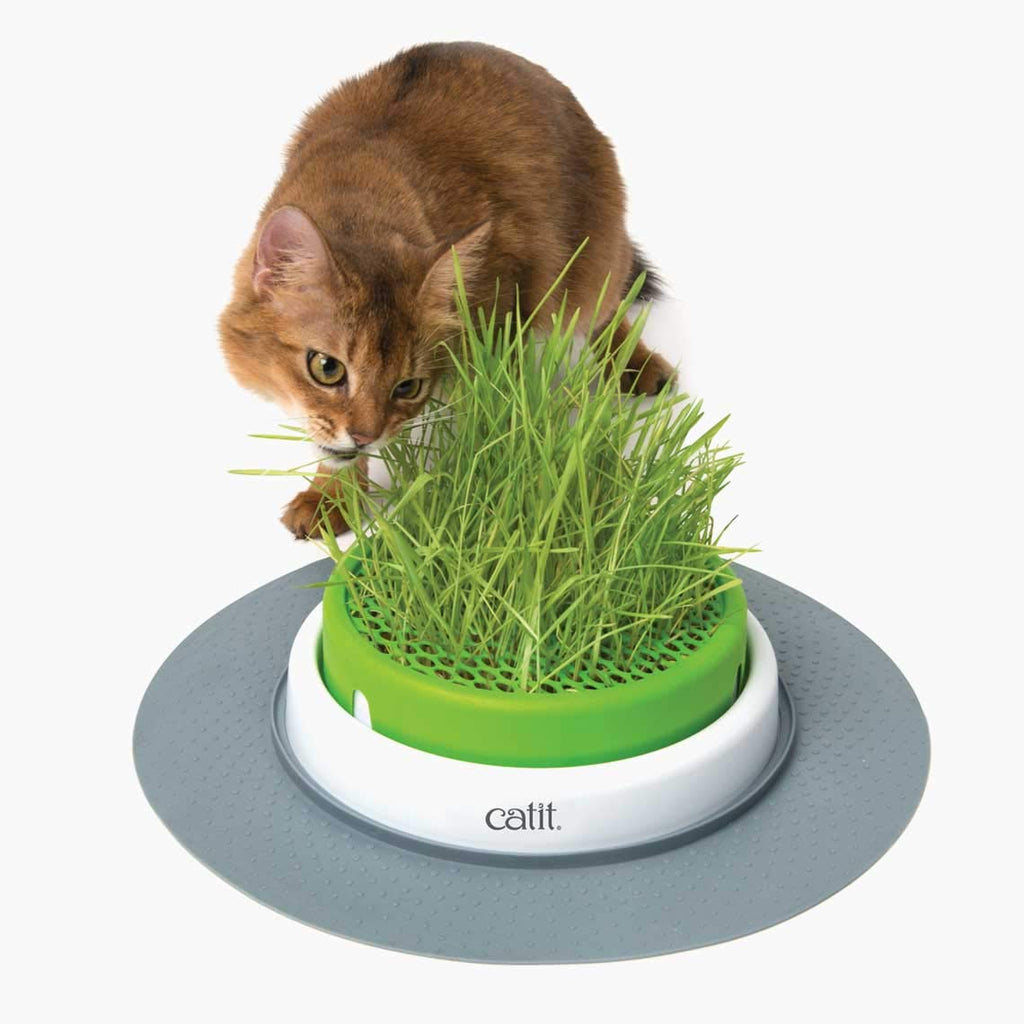 Cat Grass Seeds Set of 3 S535