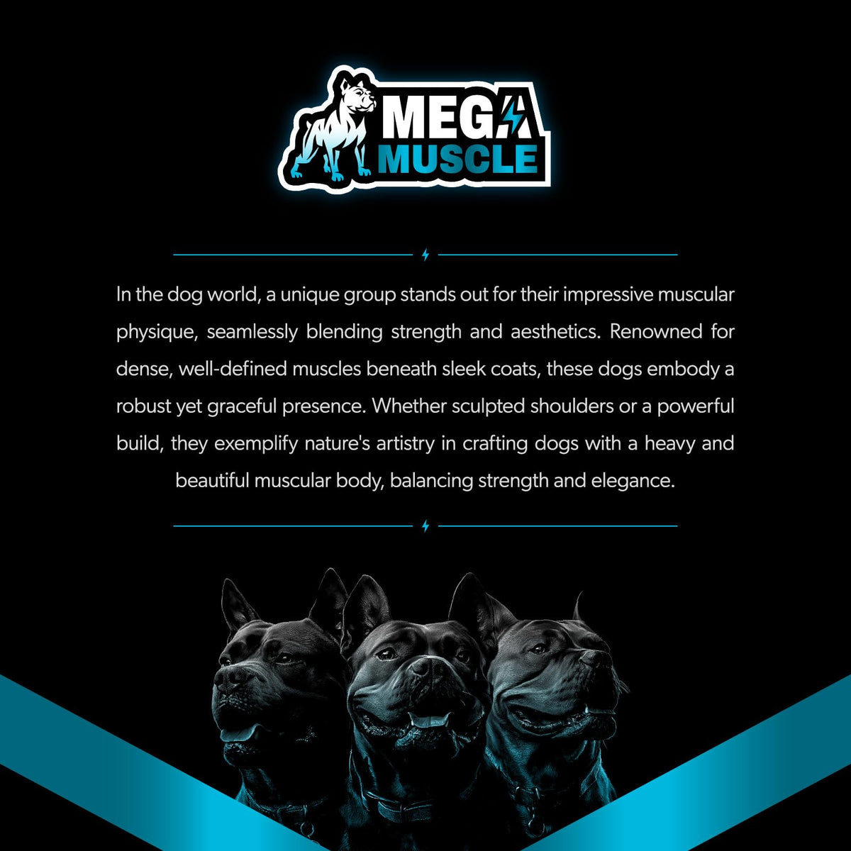 Dog Muscle Support Powder Blue Mussel Bone Broth Food Topper 3.2 oz G421