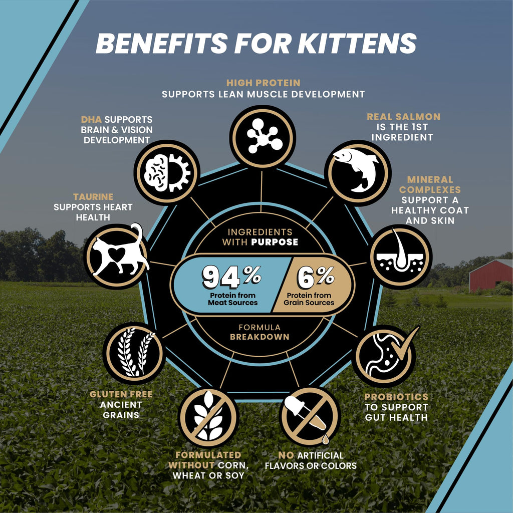 High Protein Salmon Recipe for Kittens, 5lb E830709