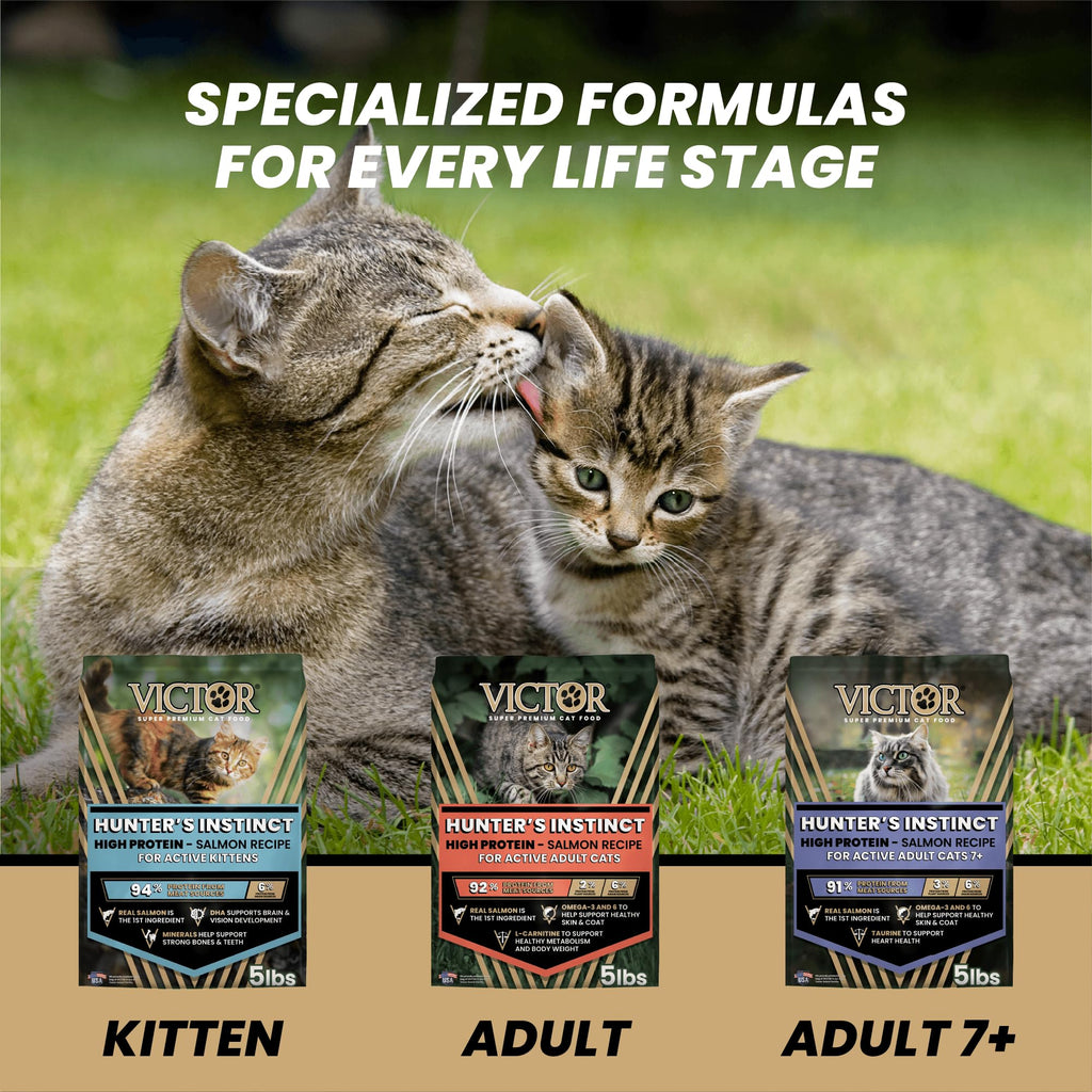 High Protein Salmon Recipe for Kittens, 5lb E830709