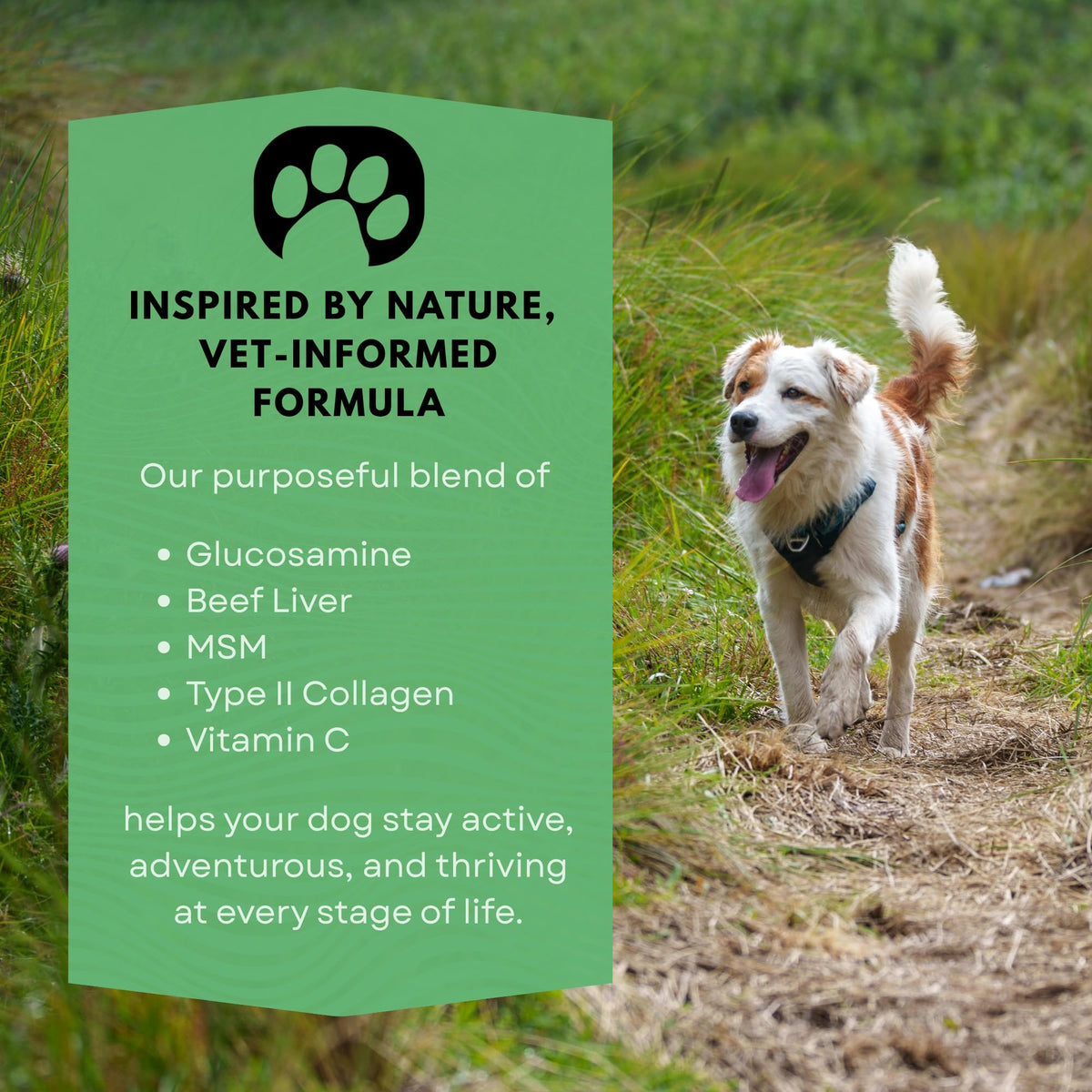 Dog Joint Supplement with Glucosamine A52469